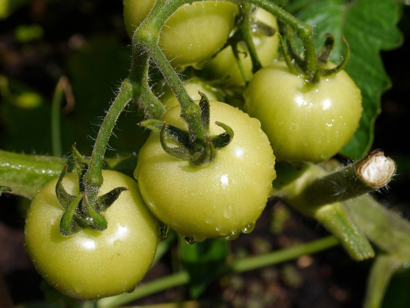 heirloom tomato salad